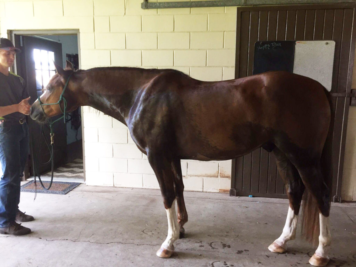 Morgan-horse-for-sale.jpg