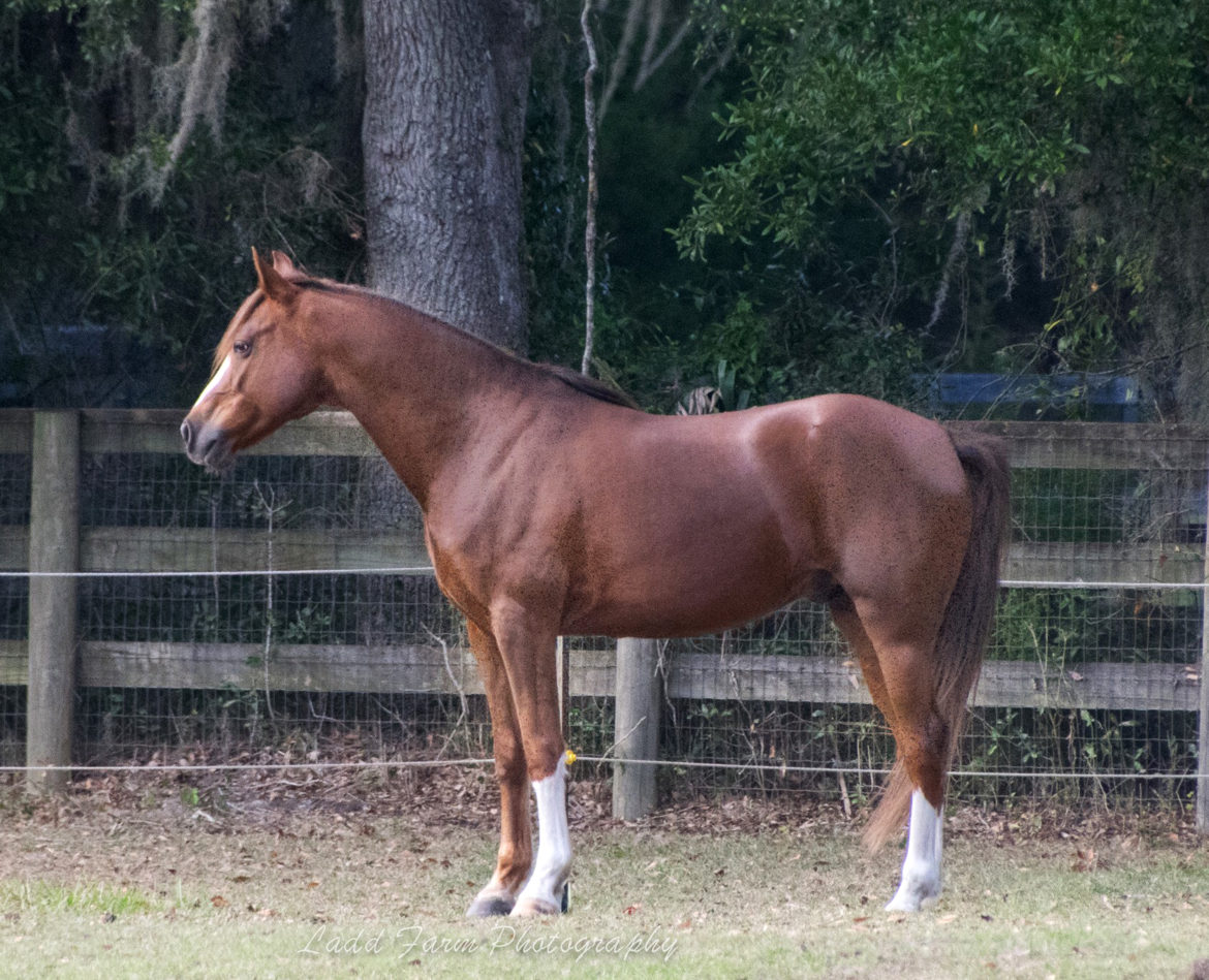 Morgan-horse-for-sale2.jpg